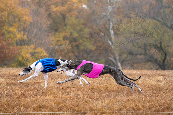 Greyhound-23