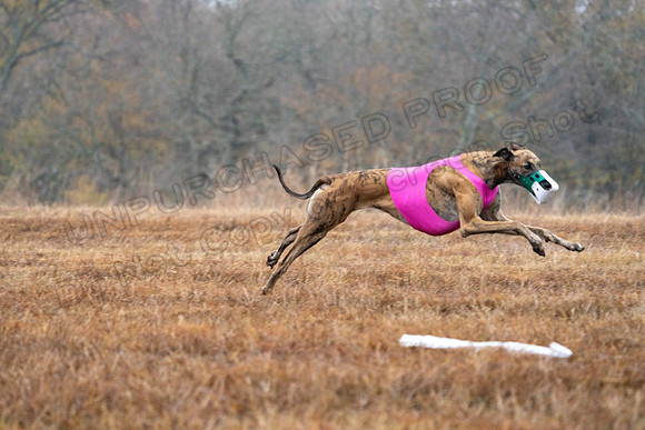 Greyhound-20