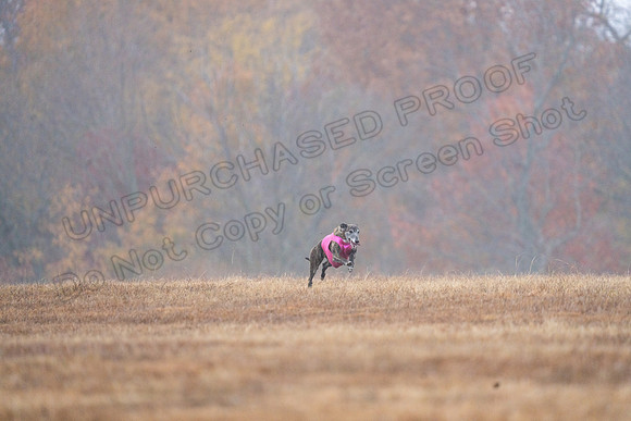 Greyhound-34