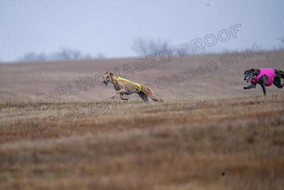 Greyhound-31