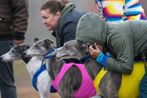 Greyhound-21