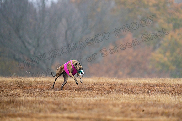 Greyhound-18