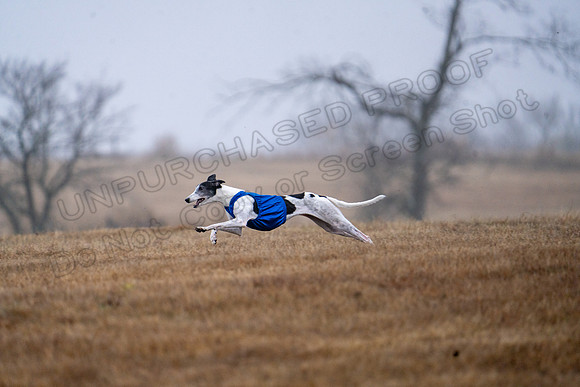 Greyhound-25