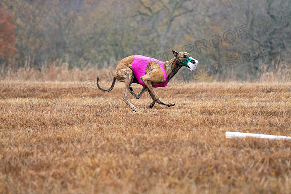 Greyhound-19