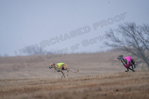 Greyhound-30