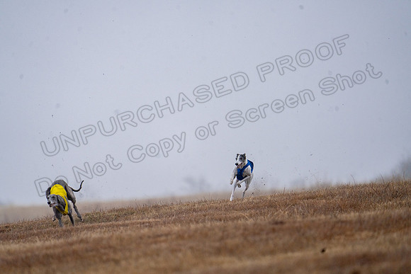 Greyhound-24