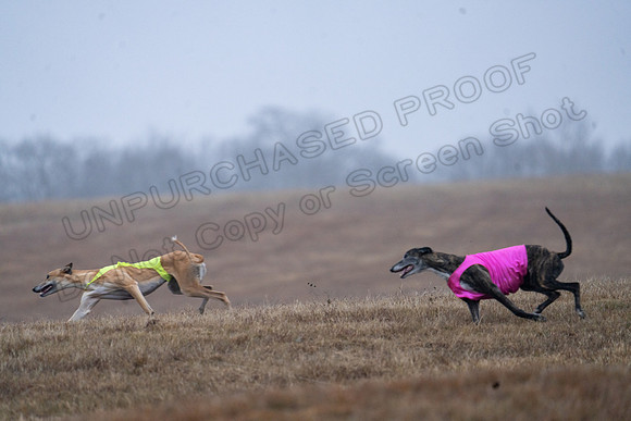 Greyhound-32