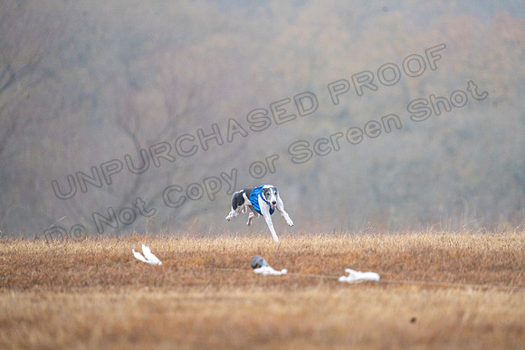 Greyhound-27