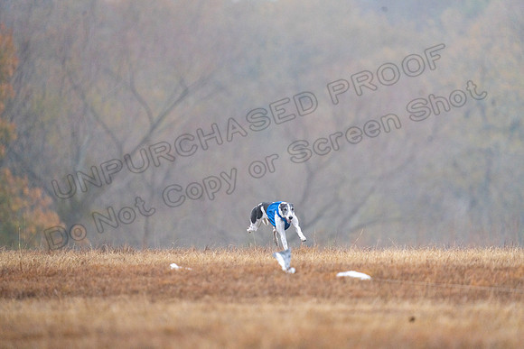 Greyhound-26
