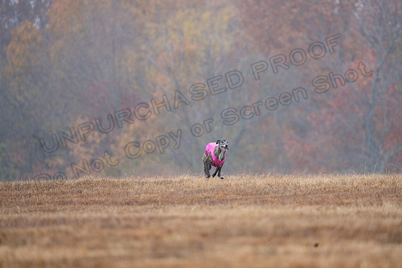 Greyhound-33