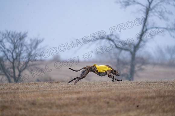 Greyhound-40