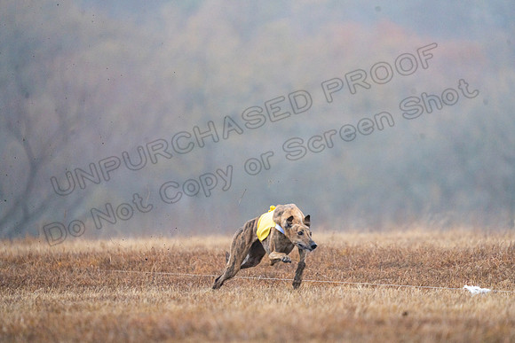 Greyhound-41