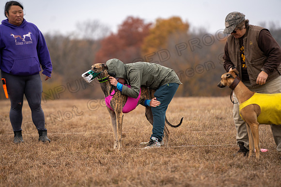 Greyhound-57