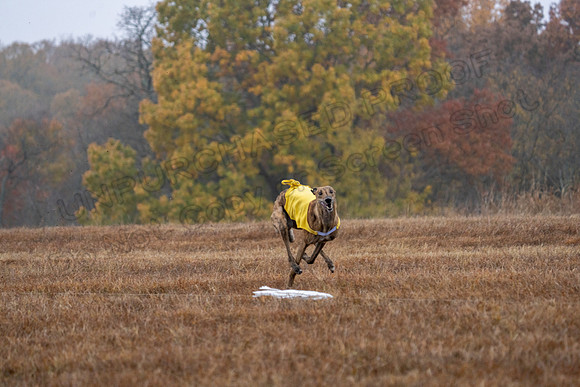 Greyhound-43