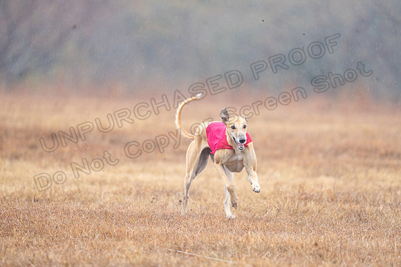 Greyhound-95