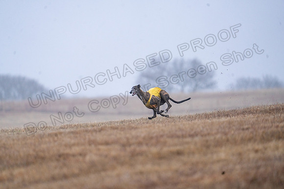 Greyhound-46