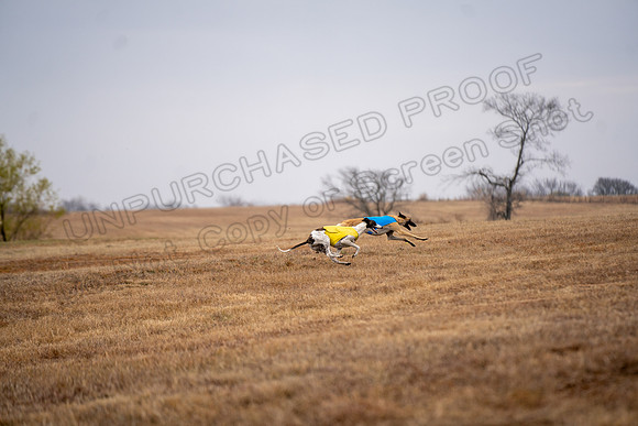 Greyhound-52