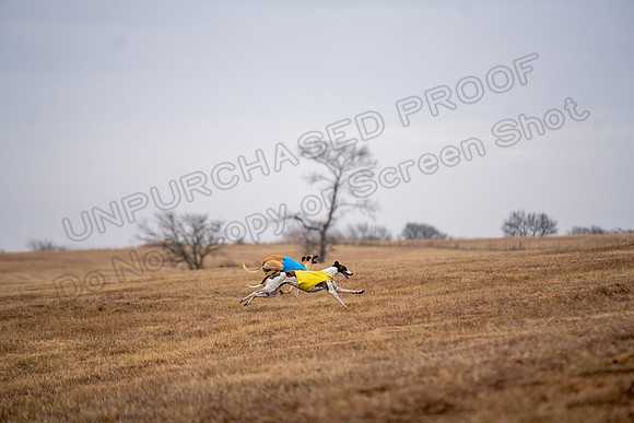 Greyhound-53