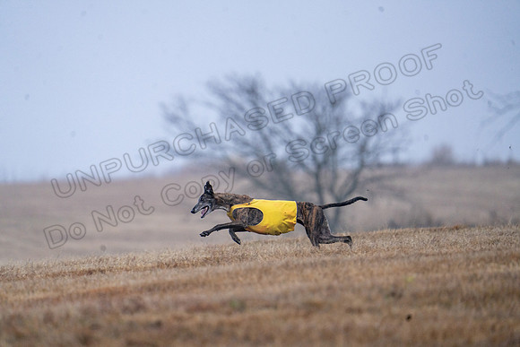 Greyhound-47