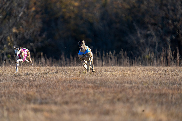 Greyhound-5