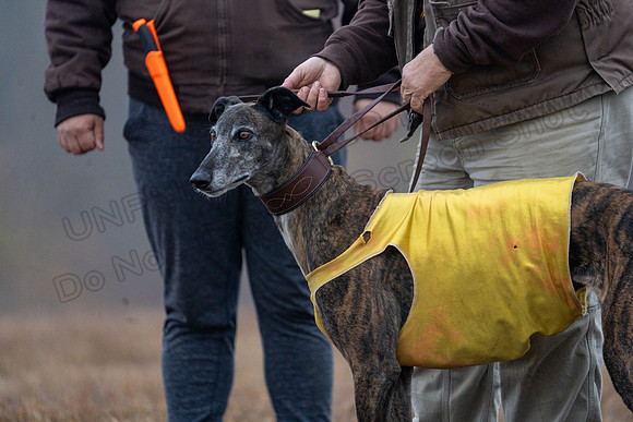 Greyhound-45