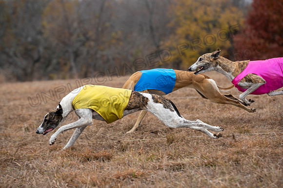 Greyhound-51
