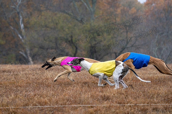 Greyhound-7