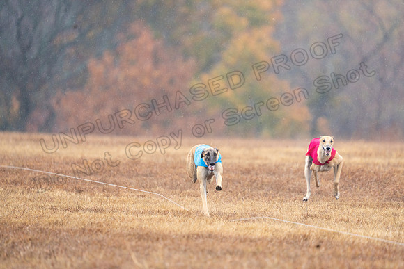 Greyhound-93