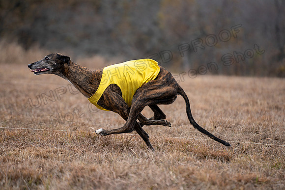 Greyhound-87