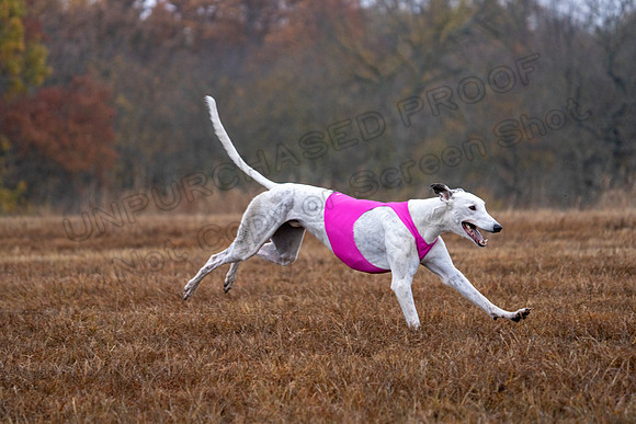 Greyhound-44