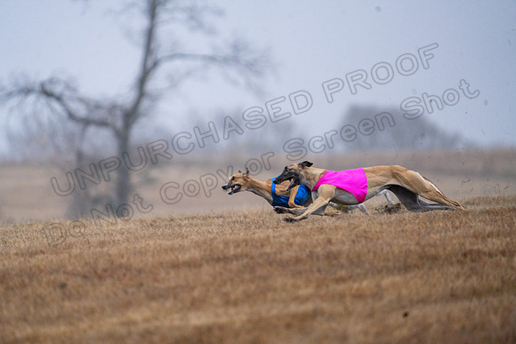 Greyhound-8