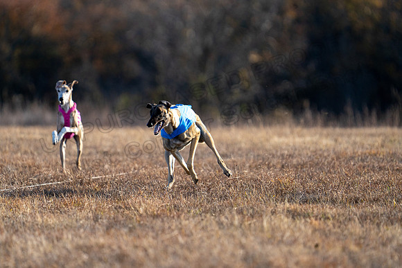 Greyhound-6