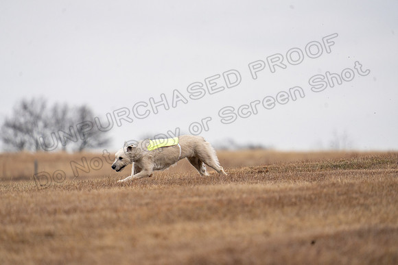 Irish Wolfhound-6