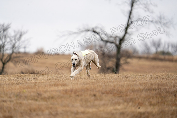 Irish Wolfhound-7