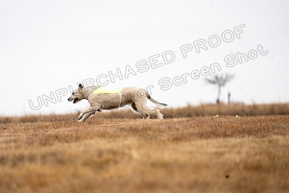 Irish Wolfhound-5