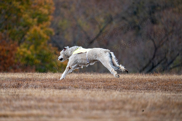 Irish Wolfhound-4