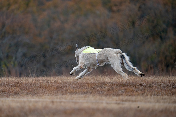 Irish Wolfhound-3