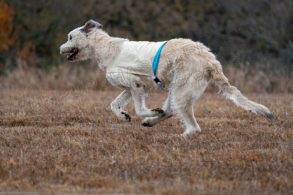 Irish Wolfhound-18
