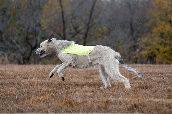 Irish Wolfhound-2