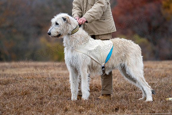 Irish Wolfhound-15