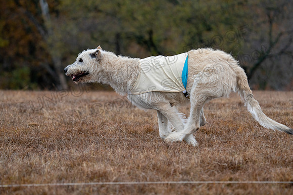 Irish Wolfhound-16