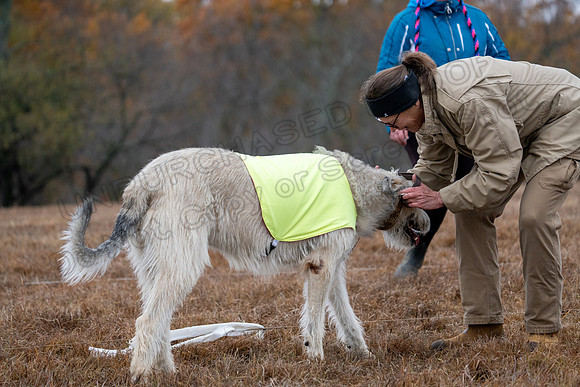 Irish Wolfhound-14