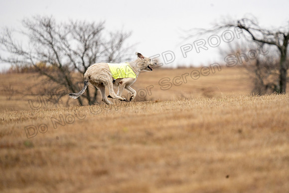 Irish Wolfhound-9
