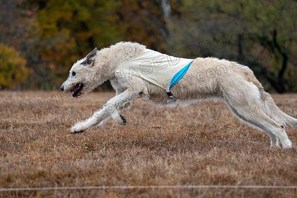 Irish Wolfhound-17