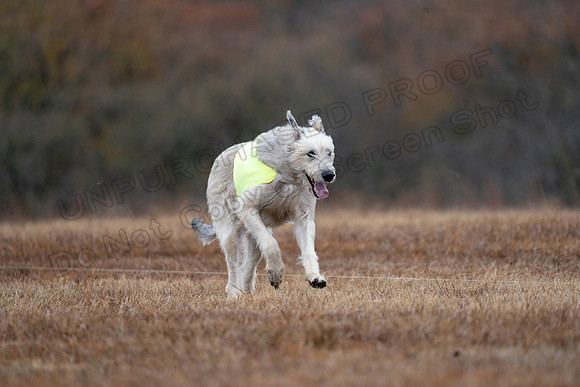 Irish Wolfhound-13