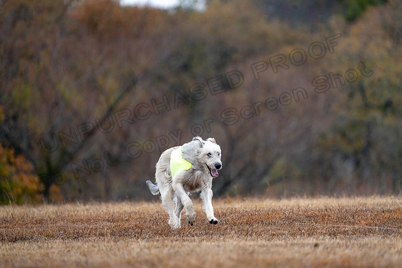Irish Wolfhound-12