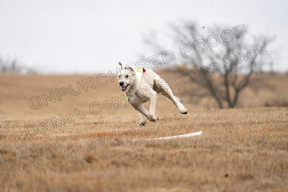Irish Wolfhound-8