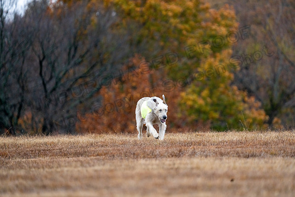 Irish Wolfhound-11