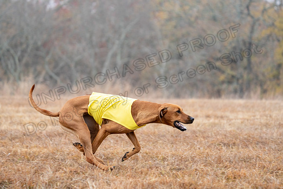 RhodesianRidgeback-46