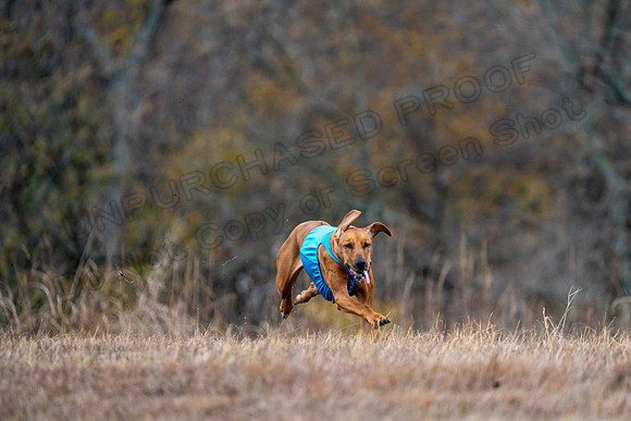 RhodesianRidgeback-129